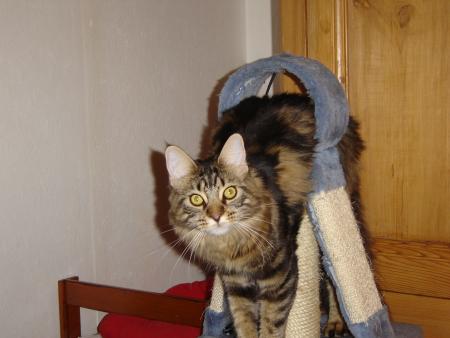 Aloha de la Coon F�l�cit�