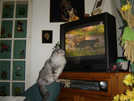 Voltaire du Shape� de Thor